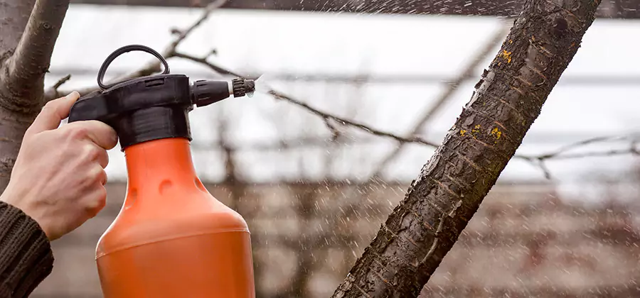 Orange Oil Structural Cavity Treatment in Cape Coral