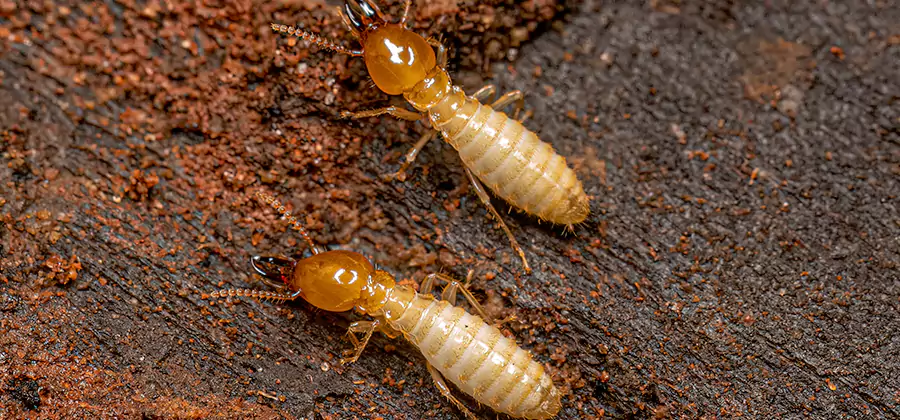 Natural Ant Hill Killer Treatment in Cape Coral
