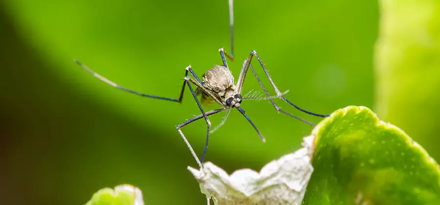 Natural Outdoor Mosquito Repellent in Cape Coral