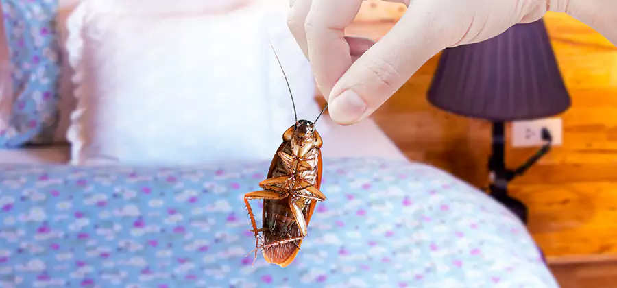 Bed Bug Inspection in Cape Coral