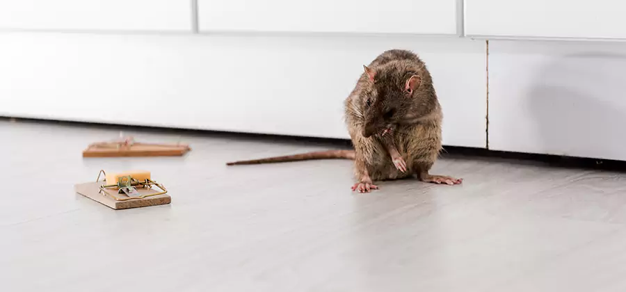 Rat Baiting Removal Service in Cape Coral