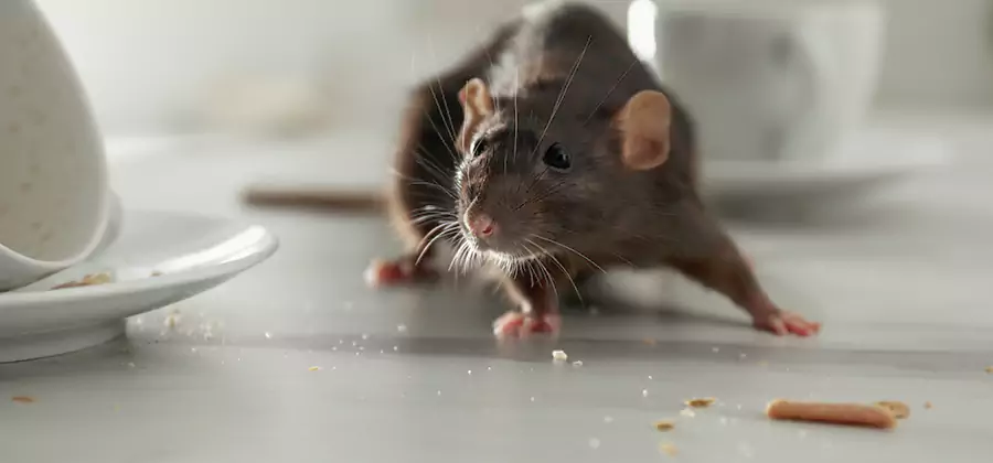 Attic Rat Exclusion Service in Cape Coral