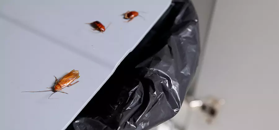 German Roach Pest Control in Cape Coral