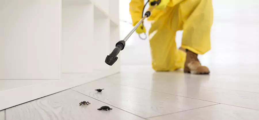 Roach and Bed Bug Exterminator in Cape Coral
