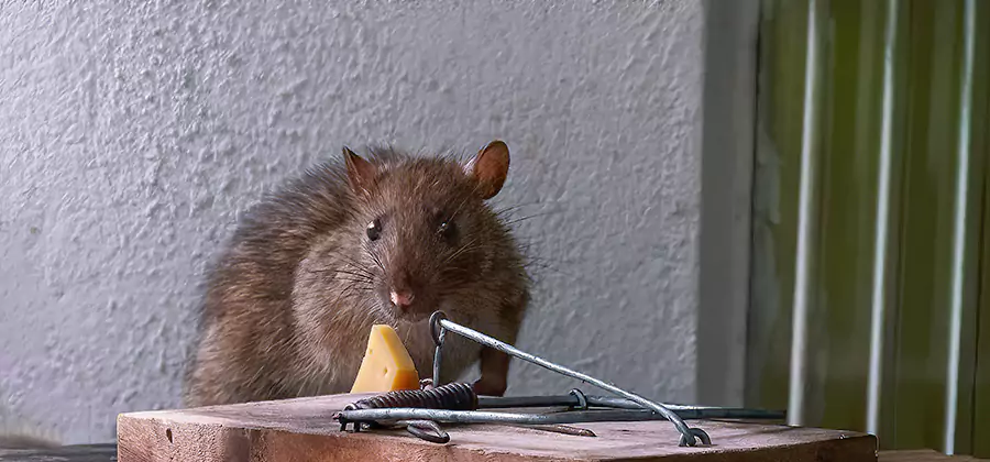 Rodent Proofing Service in Cape Coral