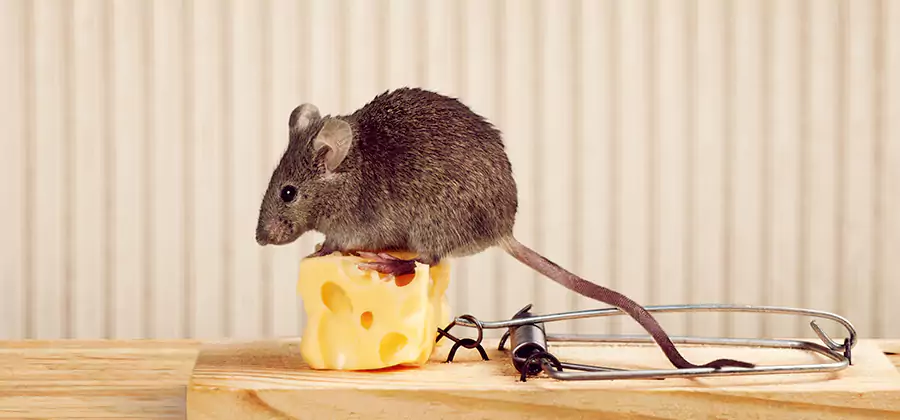 Commercial Rodent Exclusion Services in Cape Coral