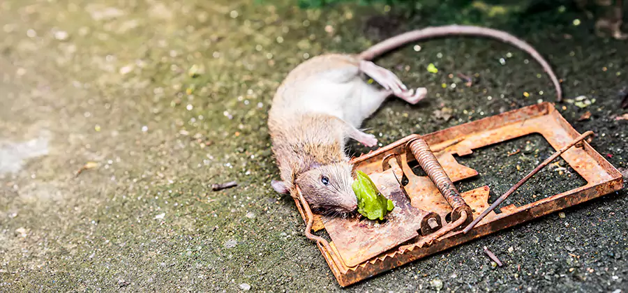 Rat Trapping in Cape Coral