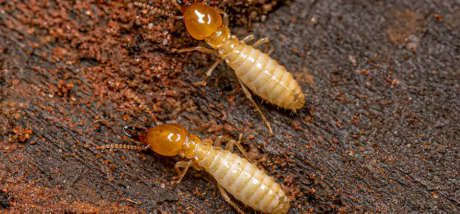 Sentricon Residential Termite Control in Cape Coral