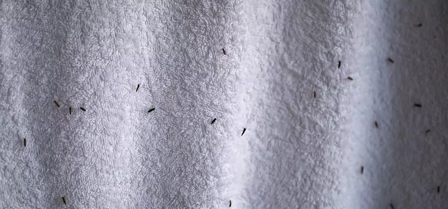 Small Black Ants in Bathroom Treatment in Cape Coral