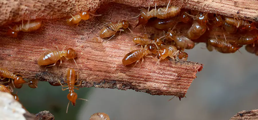 Perimeter Soil Termite Treatment in Cape Coral