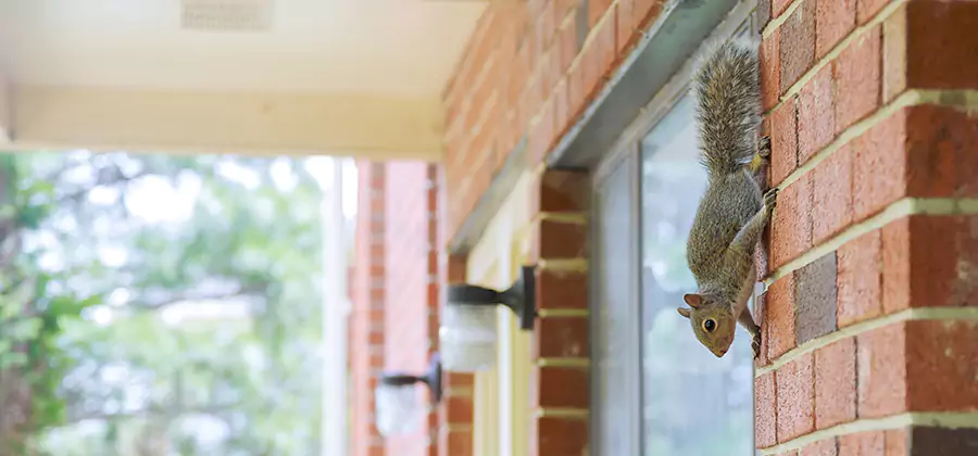 Squirrel Inside Walls Removal in Cape Coral