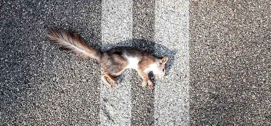 Dead Squirrel Removal in Cape Coral