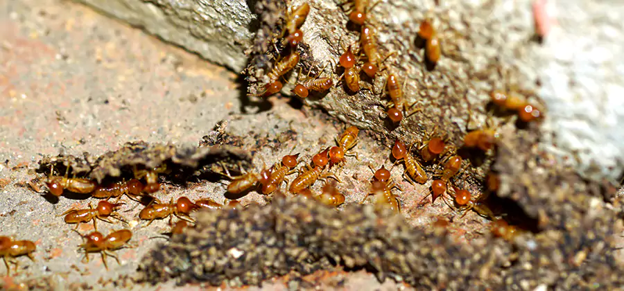 Wood Treatment and Localized Termite Solutions in Cape Coral
