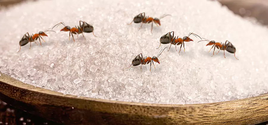 Indoor Sugar Ant Treatment in Cape Coral