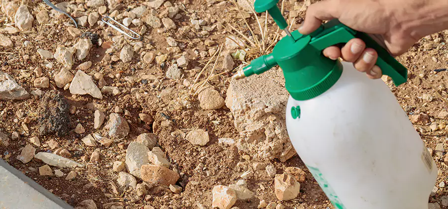 Heat Treatment Termite Cost in Cape Coral