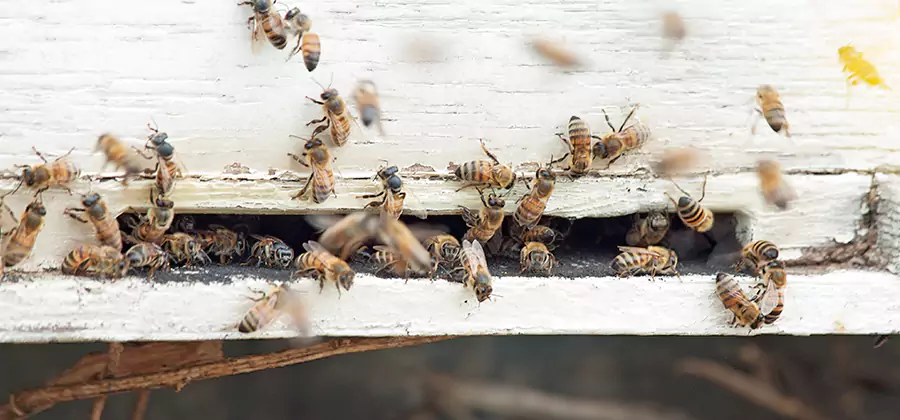 Residential Termite Fumigation in Cape Coral