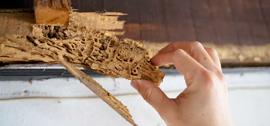 Pre-Purchase Termite Inspection in Cape Coral