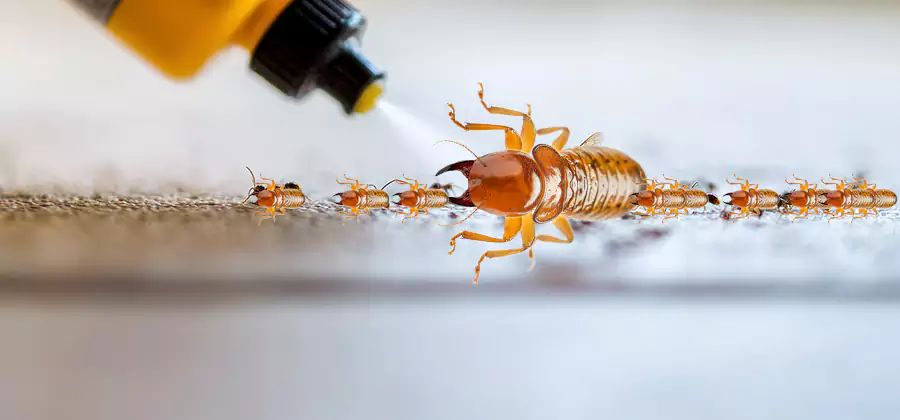 Foundation Termite Spraying Control in Cape Coral