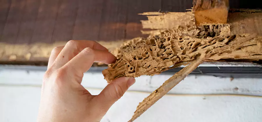 Pre-Construction Termite Treatment in Cape Coral