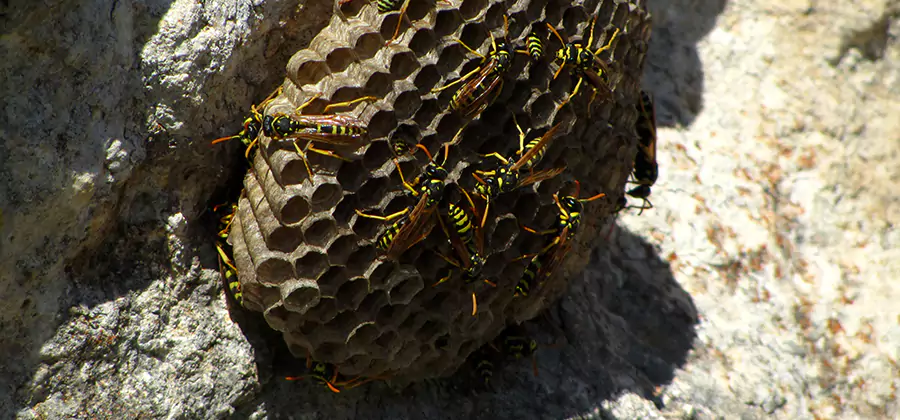 Wasp Nest in Tree Removal Cape Coral