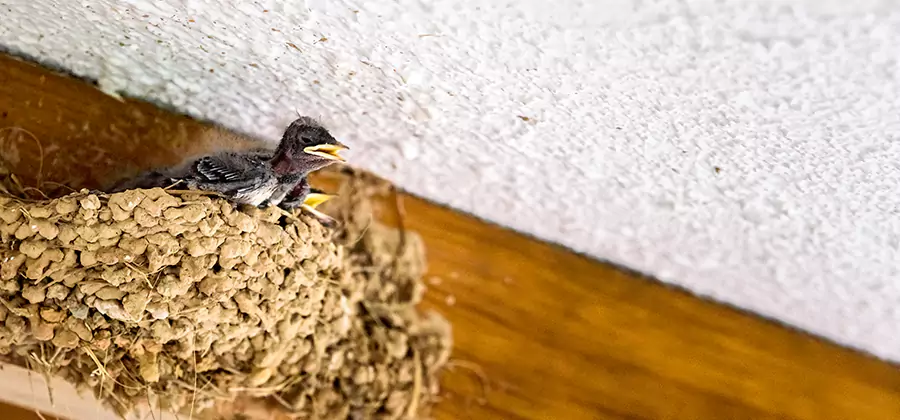 Bird Removal From House in Cape Coral