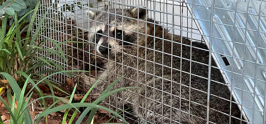 Wildlife Relocation Services in Cape Coral