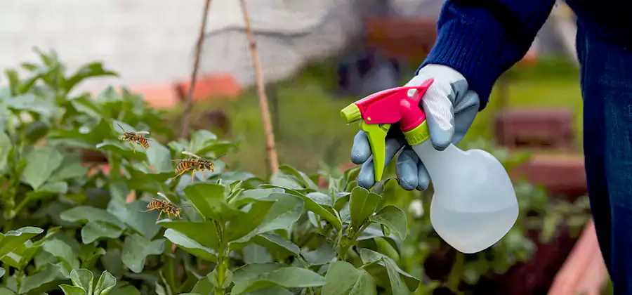 Yellow Jacket Pest Removal for Commercial Properties in Cape Coral