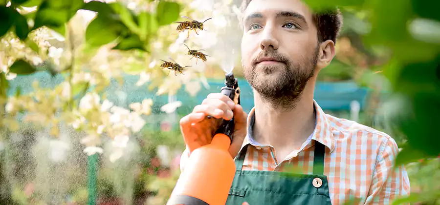 Yellow Jacket Wasp Removal in Cape Coral