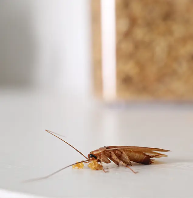 Why Cape Coral Pest Controls Stands Out in Cape Coral, FL?