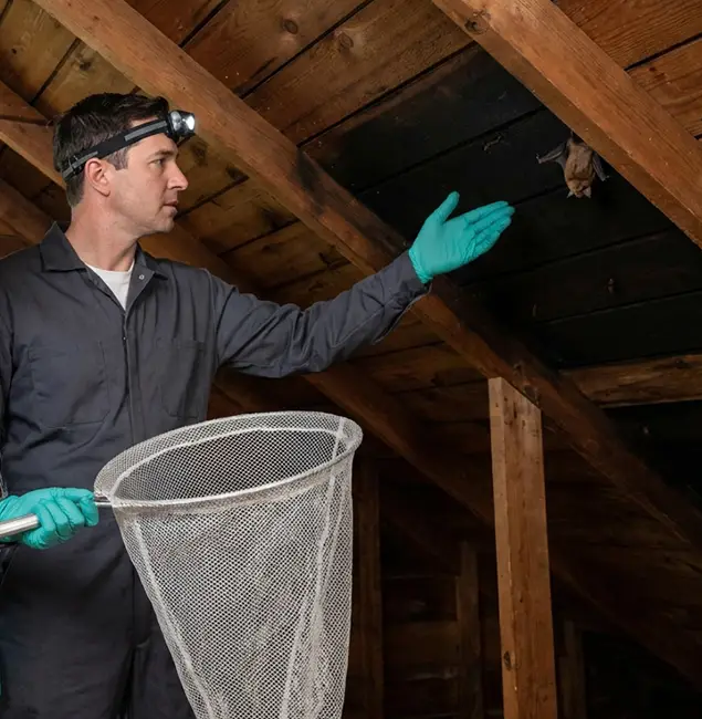 Why Cape Coral Pest Controls Is the Right Choice in Cape Coral, FL?
