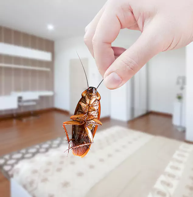 Why Cape Coral Pest Controls Stand Out for Bed Bug Fumigation in Cape Coral, FL?
