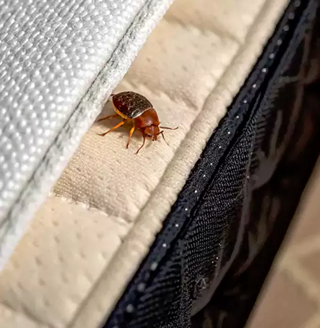 Why Choose Cape Coral Pest Controls for Bed Bug Treatment at Home in Cape Coral, FL?