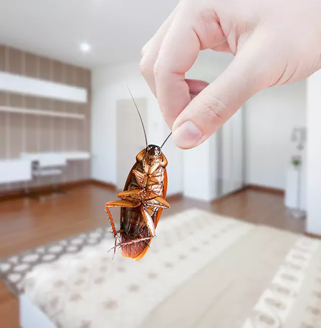 Why Cape Coral Pest Controls Stand Out For Bed Bug Inspection in Cape Coral, FL?