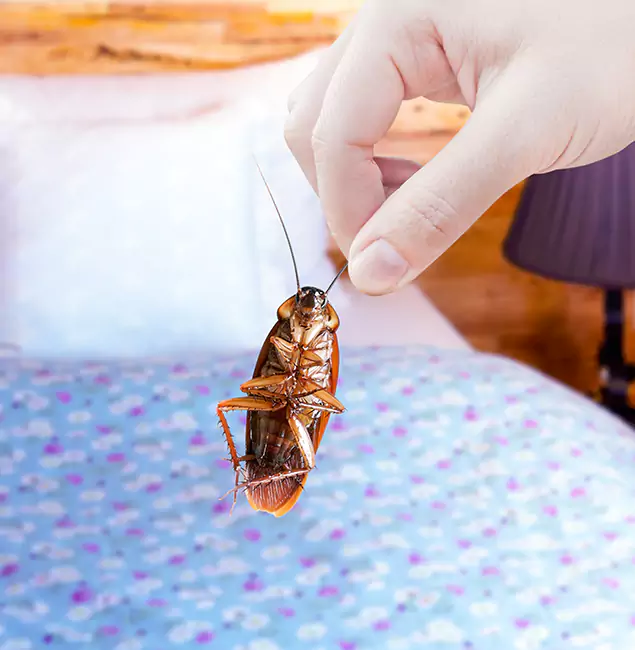 Why Choose Cape Coral Pest Controls for Bed Bug Treatment in Cape Coral, FL?