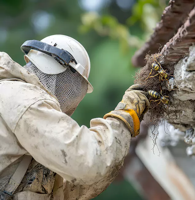Why Cape Coral Property Owners Choose Cape Coral Pest Controls for Bee Exterminator?