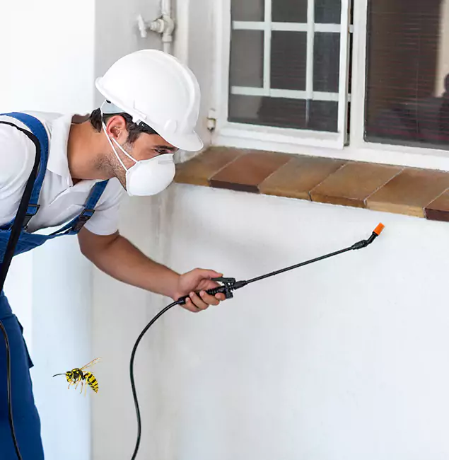 Why Cape Coral Property Owners Choose Cape Coral Pest Controls for Bee Nest Removal?