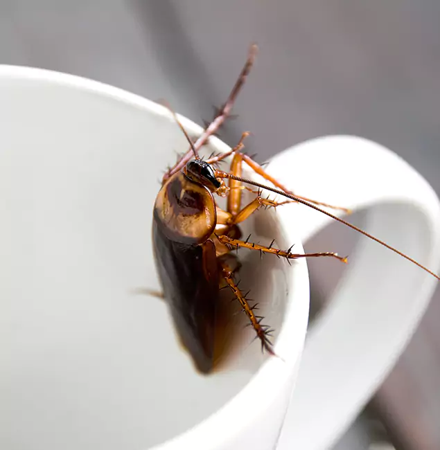 Why Cape Coral, FL Residents Trust Cape Coral Pest Controls for Cockroach Fumigation?