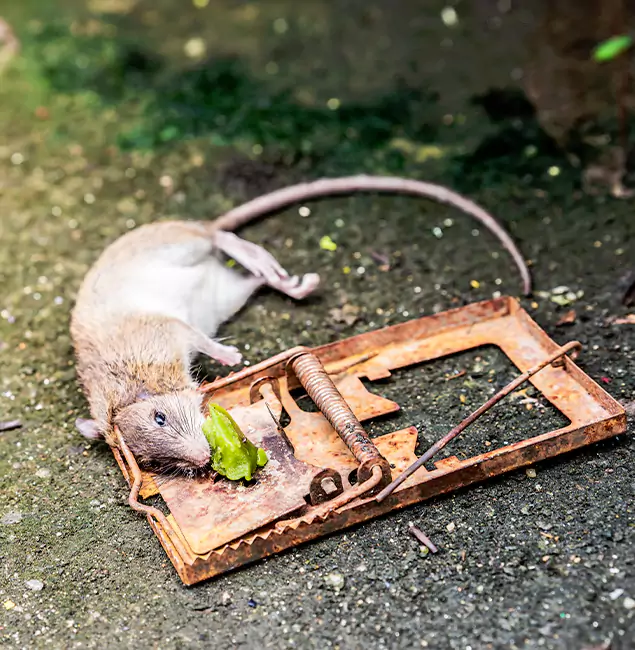 Why Cape Coral, FL Homeowners Trust Cape Coral Pest Controls for Rodent Removal?