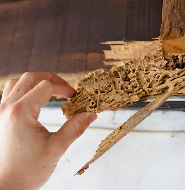 Why Choose Cape Coral Pest Controls in Cape Coral, FL?