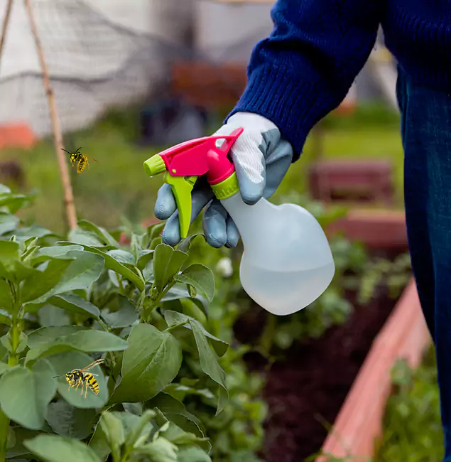 Why Cape Coral Homeowners Choose Cape Coral Pest Controls for Honey Bee Removal?