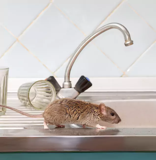 Why Cape Coral, FL Trusts Cape Coral Pest Controls for Humane Rodent Control?