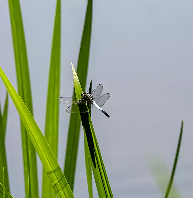 Why Cape Coral Families Trust Cape Coral Pest Controls for Mosquito Prevention?