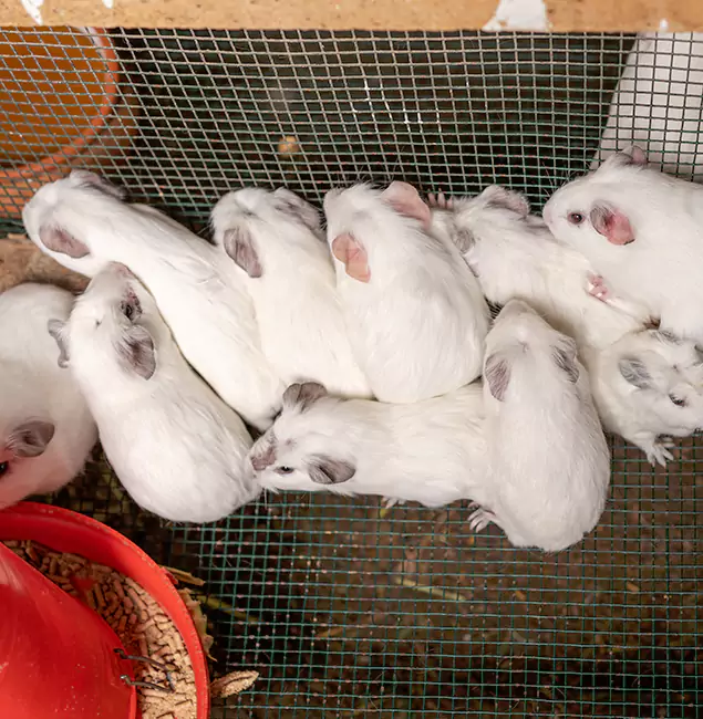 Why Cape Coral Pest Controls Is the Trusted Choice in Cape Coral, FL?