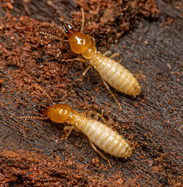 Why Choose Cape Coral Pest Controls for Termite Treatment Without Tenting in Cape Coral, FL?
