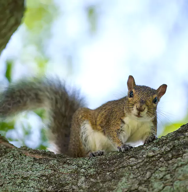 Why Cape Coral, FL Relies on Cape Coral Pest Controls for Squirrel Pest Control?