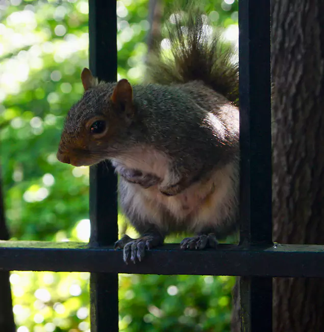 Why Cape Coral, FL Chooses Cape Coral Pest Controls for Squirrel Removal?