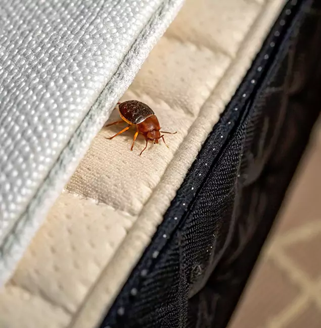 Why Cape Coral Homeowners Trust Cape Coral Pest Controls for Tick Treatment?