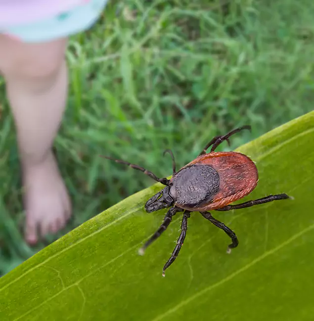 Why Cape Coral Homeowners Choose Cape Coral Pest Controls for Tick Extermination?