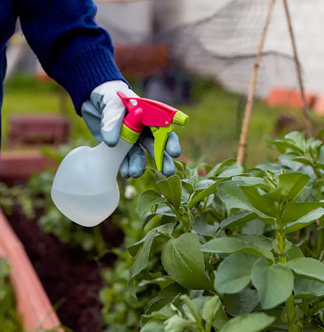 Why Cape Coral Relies on Cape Coral Pest Controls for Wasp Control Services?