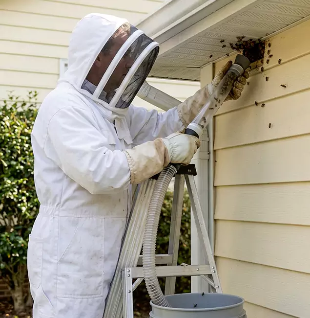 Why Cape Coral Trusts Cape Coral Pest Controls for Wasp Control?